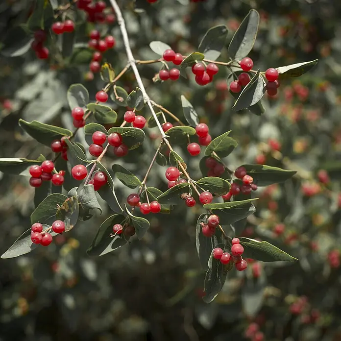 Deine Gartenwelt Gojibeere Chinesische Wolfsbeere -  - Nahaufnahme eines Astes mit zahlreichen kleinen, runden roten Beeren und grünen Blättern.