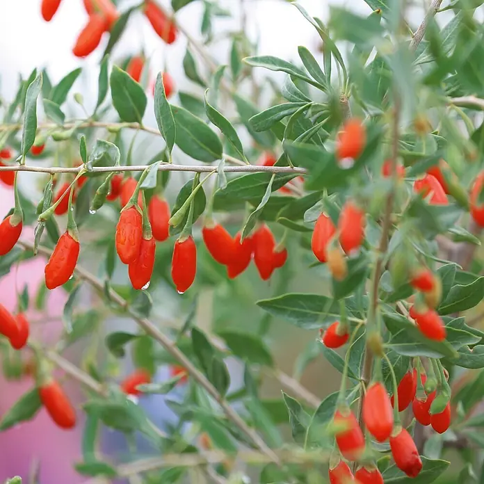Deine Gartenwelt Gojibeere Chinesische Wolfsbeere -  - Rote Goji-Beeren an einem Ast mit grünen Blättern und Wassertropfen.
