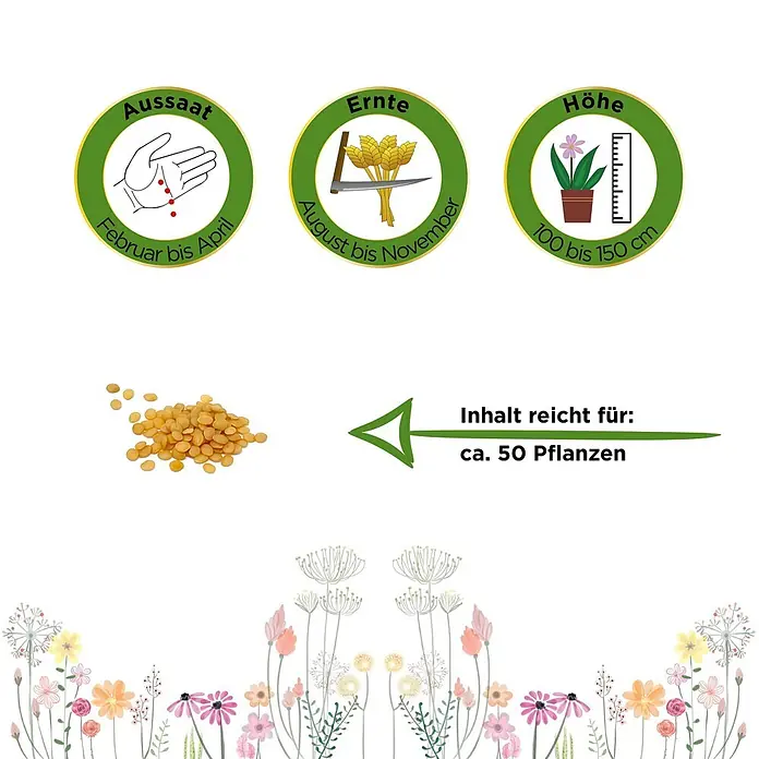 Deine Gartenwelt Physalis Andenbeere Kapstachelbeere -  - Informationen zu Aussaat (Februar-April), Ernte (August-November) und Wuchshöhe (100-150 cm) von Samen. Inhalt reicht für ca. 50 Pflanzen.