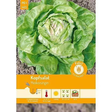 Pabst Keimkraft Kopfsalat früh & treibfähig Meikoningin