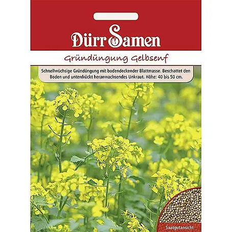 Dürr Samen  Gründüngung Gelbsenf