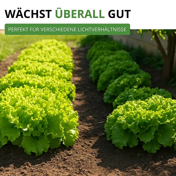 Deine Gartenwelt Schnittsalat Verde ricciolina da taglio -  - Reihen von leuchtend grünem Salat in dunkler Erde, beworben als überall gut wachsend und perfekt für verschiedene Lichtverhältnisse.