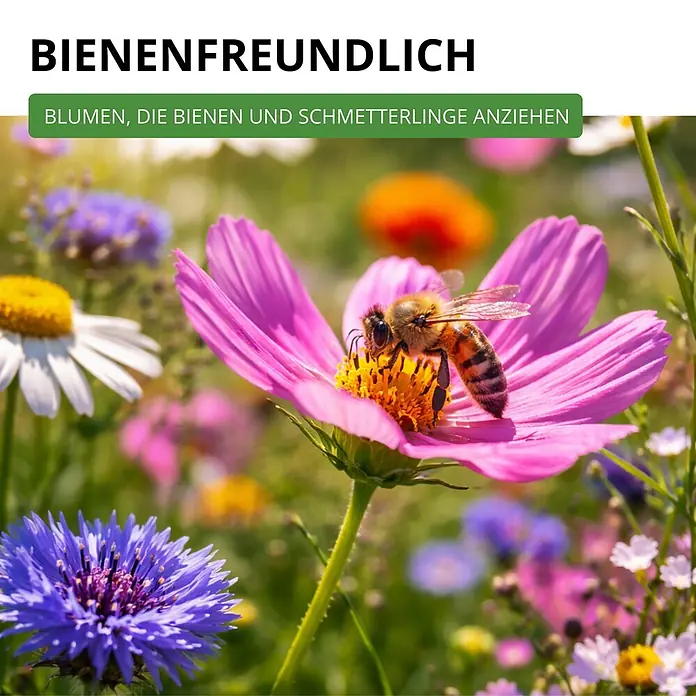Deine Gartenwelt Blumensamen-Set mit 10 Sorten -  - Biene auf rosa Blume in Wildblumenwiese. Lockt Bienen & Schmetterlinge an.