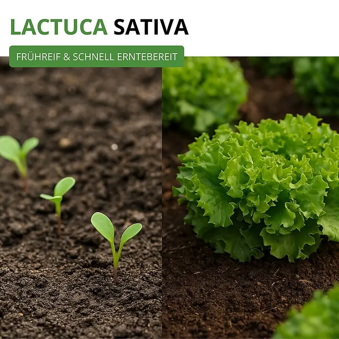 Deine Gartenwelt Schnittsalat Verde ricciolina da taglio -  - Lactuca Sativa Sämlinge und ein reifer Salatkopf, betont als frühreif und schnell erntebereit.