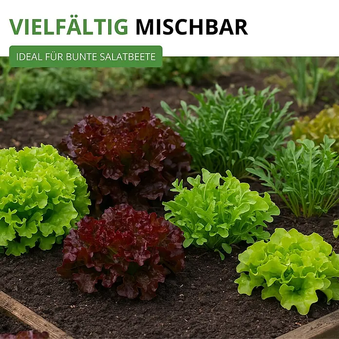 Deine Gartenwelt Schnittsalat Verde ricciolina da taglio -  - Bunte Salate und Rucola im Beet, ideal für vielfältige Salatmischungen.
