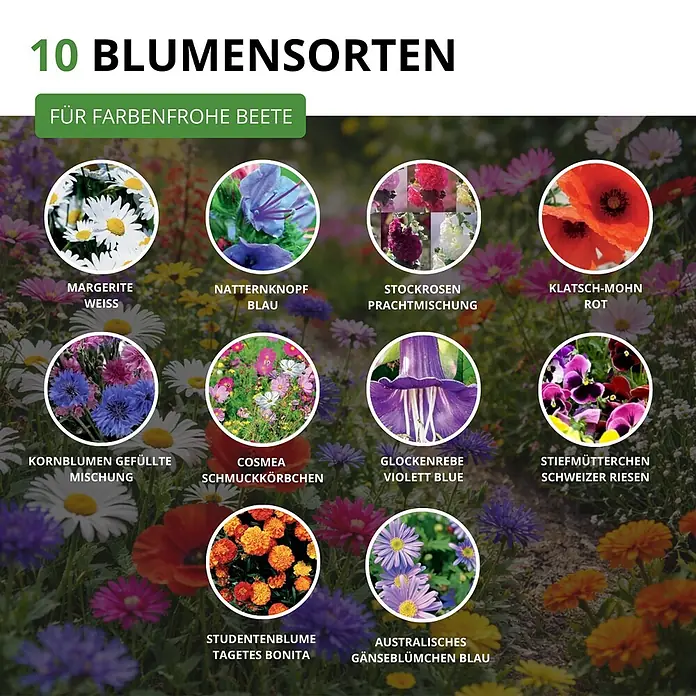 Deine Gartenwelt Blumensamen-Set mit 10 Sorten -  - Übersicht über 10 Blumensorten für farbenfrohe Beete: Margerite Weiß, Natternknopf Blau, Stockrosen, Klatsch-Mohn Rot, Kornblumen, Cosmea, Glockenrebe, Stiefmütterchen, Studentenblume, Australisches Gänseblümchen.