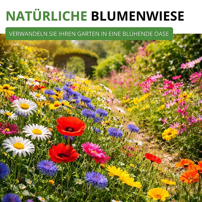 Deine Gartenwelt Blumensamen-Set mit 10 Sorten -  - Eine leuchtende, farbenfrohe Blumenwiese voller roter Mohnblumen, weißer Gänseblümchen und blauer Kornblumen, die eine blühende Gartenoase zeigt.