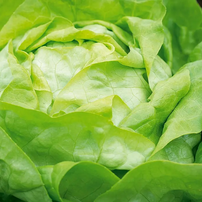 Deine Gartenwelt Kopfsalat Attractie/Attraktion -  - Nahaufnahme von frischem, leuchtend grünem Salat mit texturierten Blättern.