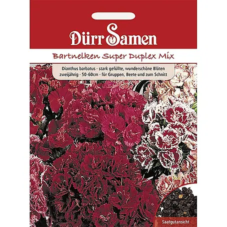Dürr Samen  Blumensamen Bartnelke