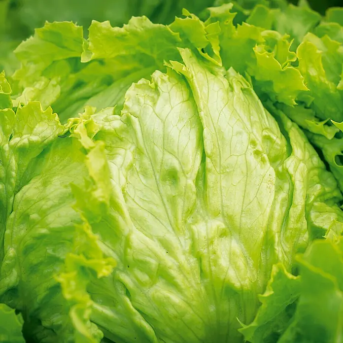Deine Gartenwelt Eisbergsalat Great Lakes 118 -  - Nahaufnahme eines frischen, leuchtend grünen Eisbergsalats mit krausen Blättern und deutlichen Adern.