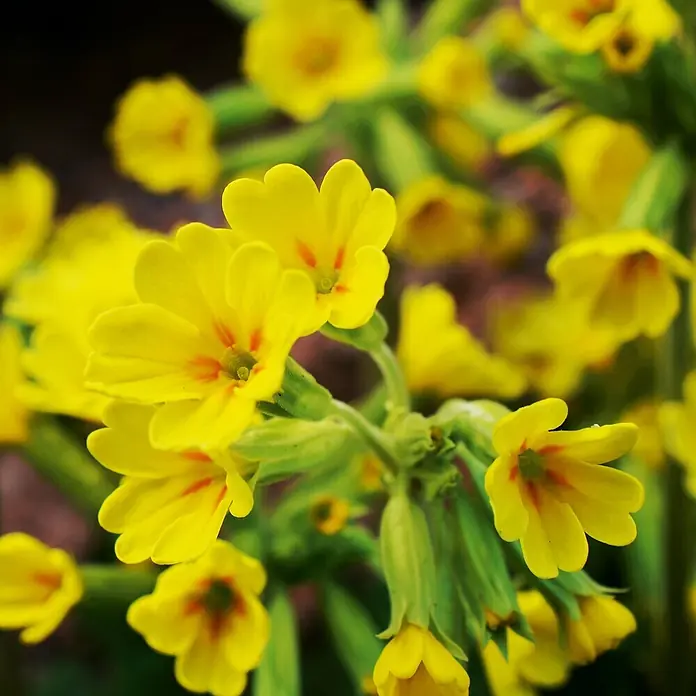Deine Gartenwelt Wiesen-Schlüsselblume -  - Nahaufnahme von leuchtend gelben Blumen mit orangeroten Blütenmitten und grünen Stielen. Einige Blüten sind scharf fokussiert.