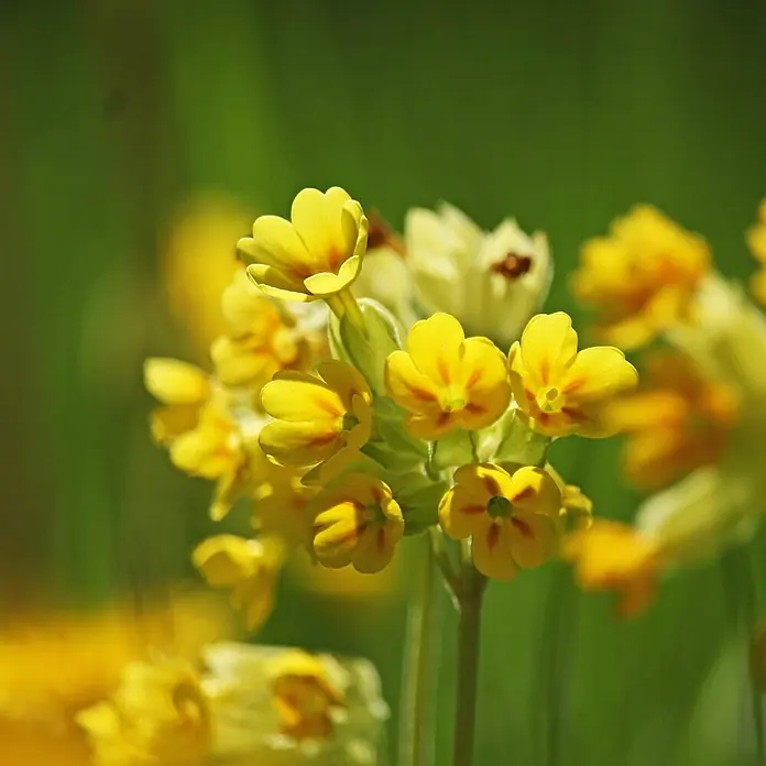 Deine Gartenwelt Wiesen-Schlüsselblume -  - Eine Gruppe leuchtend gelber Primelblüten mit orangeroten Zentren.