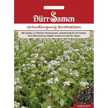 Dürr Samen  Gründüngung Buchweizen