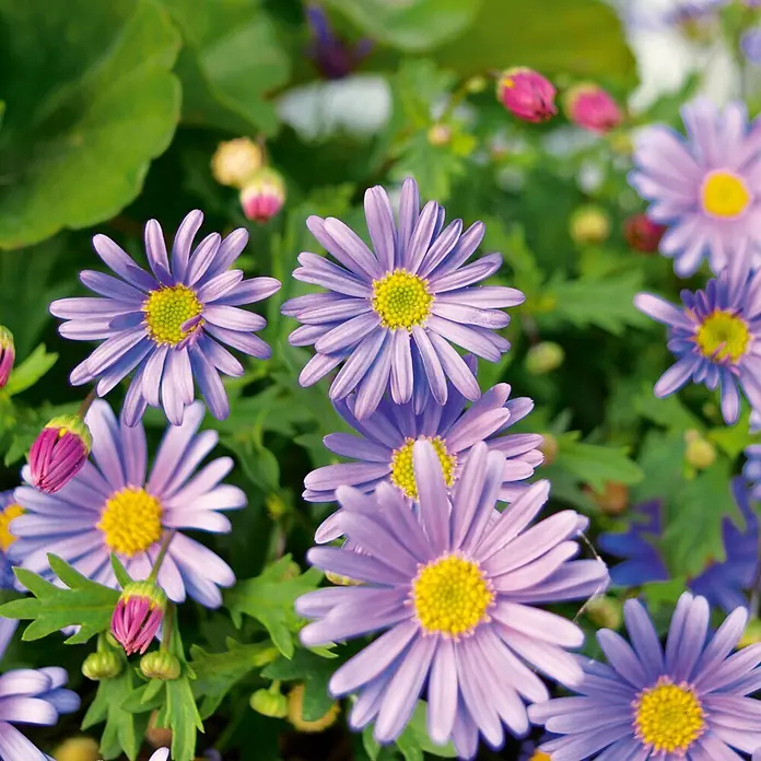 Deine Gartenwelt Australisches Gänseblümchen Blau -  - Lila-blaue Gänseblümchen-ähnliche Blüten mit gelben Zentren und rosa Knospen in voller Blüte.