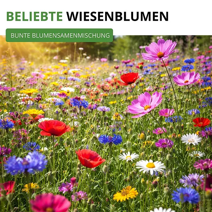 Deine Gartenwelt Wildblumensamen Mischung - 100 g, 100 m² - Eine lebendige Wiese voller bunter Wildblumen wie Mohn, Kosmeen, Kornblumen und Gänseblümchen, die unter sonnigem Himmel blühen.
