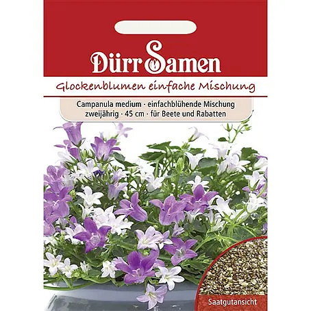 Dürr Samen Glockenblume einfache Mischung zweijährig 45 cm