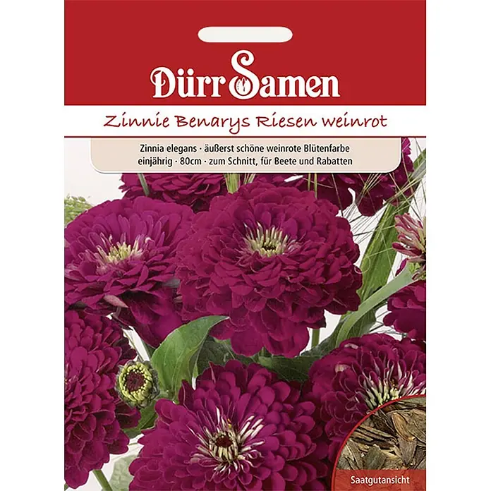 Dürr Samen Zinnien Benarys Riesen weinrot einjährig 80 cm -  - Dürr Samen Zinnie Benarys Riesen weinrot Samenpackung mit Blütenbild.
