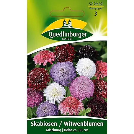 Quedlinburger SAATGUT Skabiosen Witwenblume
