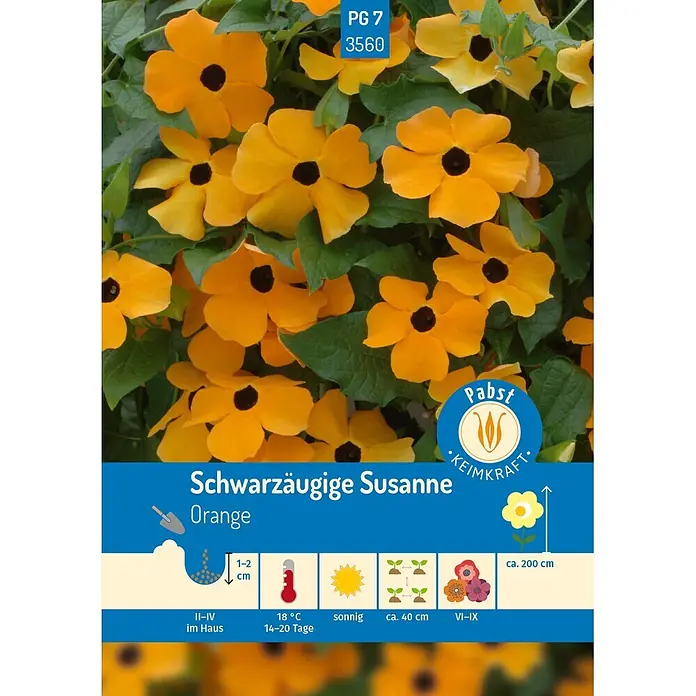 Pabst Keimkraft Blumensamen Schwarzäugige Susanne - Thunbergia alata Bojer ex Sims, Gelb - Leuchtend orangefarbene Schwarzäugige Susanne Blüten mit schwarzer Mitte. Produktbild mit Pflanz- und Pflegeinformationen.