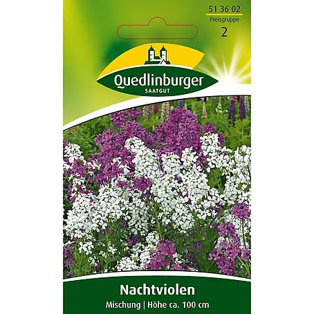 Quedlinburger SAATGUT Nachtviole Mischung