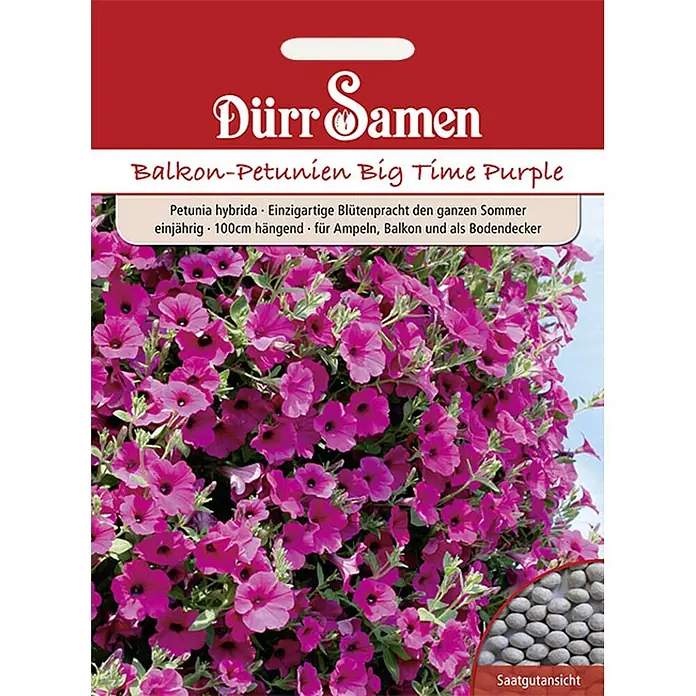 Dürr Samen Blumensamen Petunie - Petunia hybrida, Violett - Dürr Samen Balkon-Petunien Big Time Purple Saattüte mit leuchtend violetten Petunienblüten und Samen.