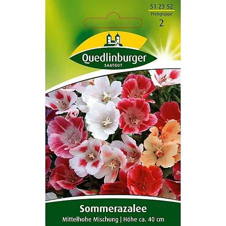 Quedlinburger SAATGUT Sommerazalee