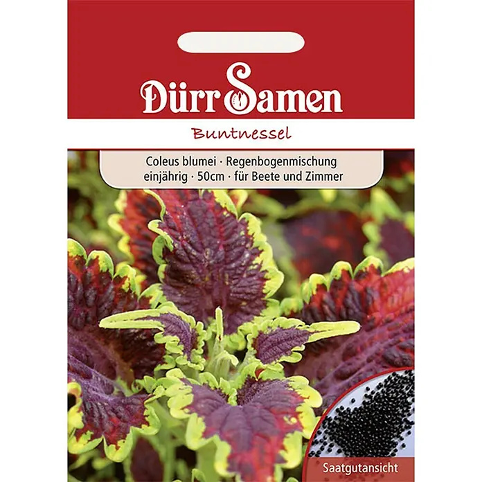 Dürr Samen Buntnessel Bunte Regenbogenmischung einjährig 50 cm -  - Dürr Samen Buntnessel Saatgutpackung mit roten und grünen Blättern und einer Ansicht der Samen.
