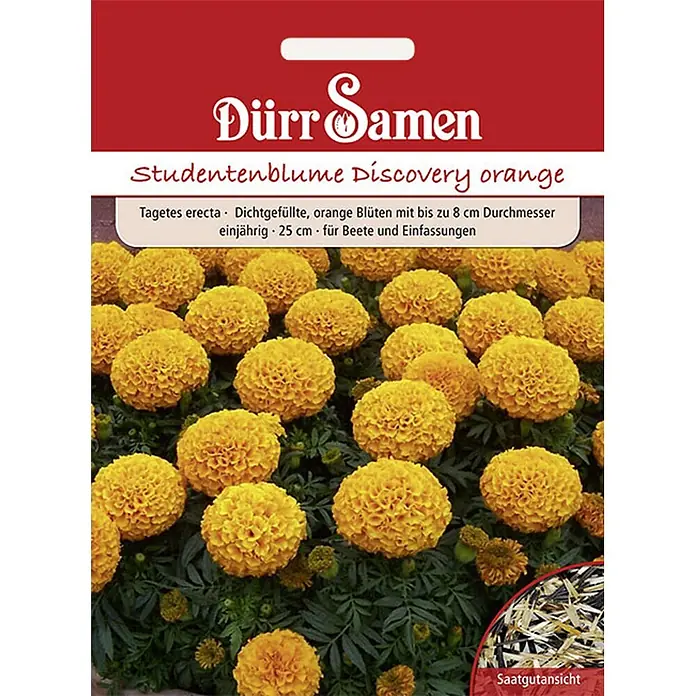 Dürr Samen Blumensamen Studentenblume - Tagetes erecta, Orange - Samentüte für orange Studentenblumen (Tagetes erecta). Zeigt Blüten und Saatgut.