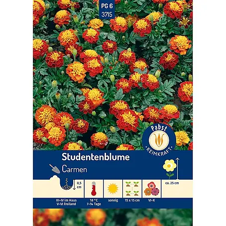 Pabst Keimkraft  Blumensamen Studentenblume