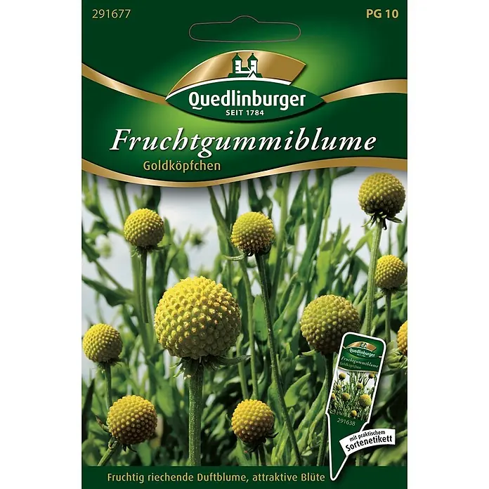 Quedlinburger SAATGUT Blumensamen Fruchtgummiblume - Cephalophora aromatica, Gelb - Grüne Samentüte für „Fruchtgummiblume Goldköpfchen“ mit Bild gelber, kugelförmiger Blüten und Quedlinburger Logo.
