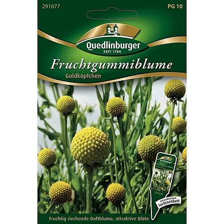Quedlinburger SAATGUT  Blumensamen Fruchtgummiblume