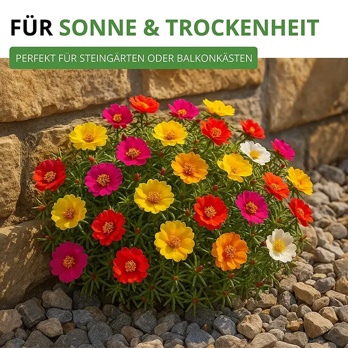 Deine Gartenwelt Portulakröschen Gefüllte Mischung -  - Leuchtende Portulak-Blumen in einem Steingarten. Ideal für Sonne und Trockenheit, auch für Balkonkästen.