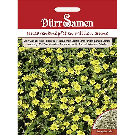 Dürr Samen  Blumensamen Husarenknöpfchen