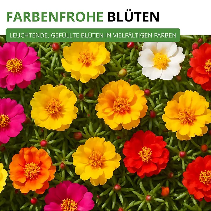 Deine Gartenwelt Portulakröschen Gefüllte Mischung -  - Leuchtende, gefüllte Blüten in Rosa, Gelb, Orange, Rot und Weiß.