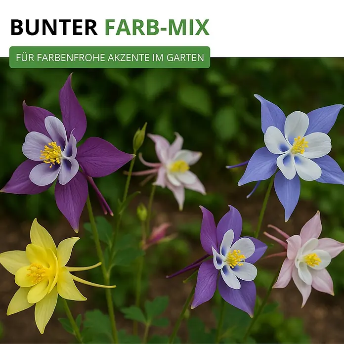 Deine Gartenwelt Akelei Mrs. Scott Elliot Mix -  - Bunter Mix Akeleiblumen in verschiedenen Farben für farbenfrohe Akzente im Garten.