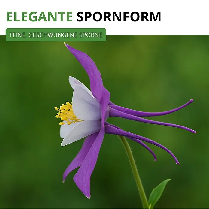 Deine Gartenwelt Akelei Mrs. Scott Elliot Mix -  - Elegante, purpur-weiße Akelei-Blüte mit langen, geschwungenen Sporen.