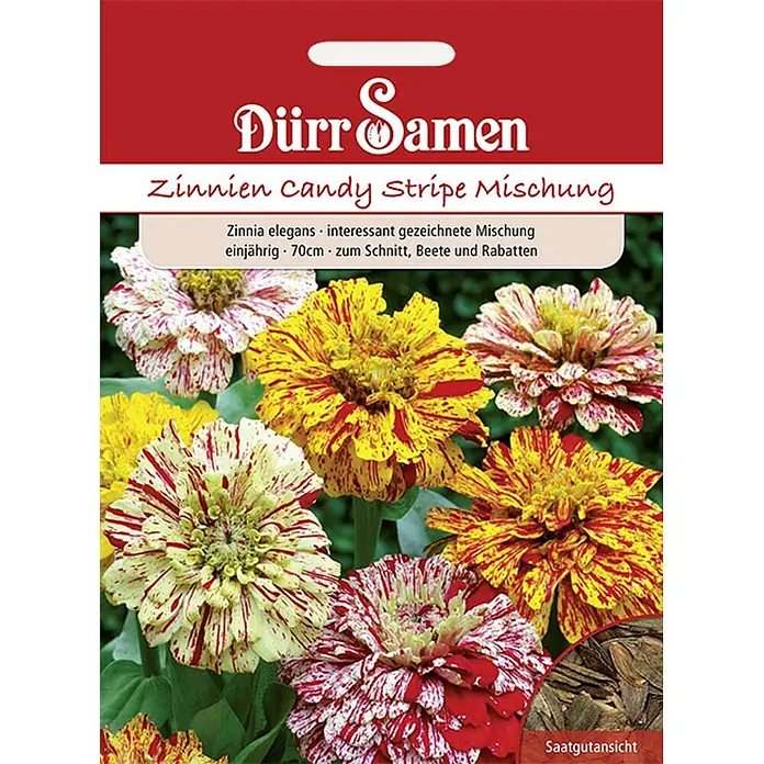 Dürr Samen Zinnie Candy Stripe Mix einjährig 70 cm -  - Samentüte für Dürr Samen 'Candy Stripe' Zinnienmischung mit leuchtenden rot, gelb und weiß gestreiften Blüten.