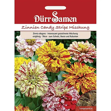 Dürr Samen Zinnie Candy Stripe Mix einjährig 70 cm