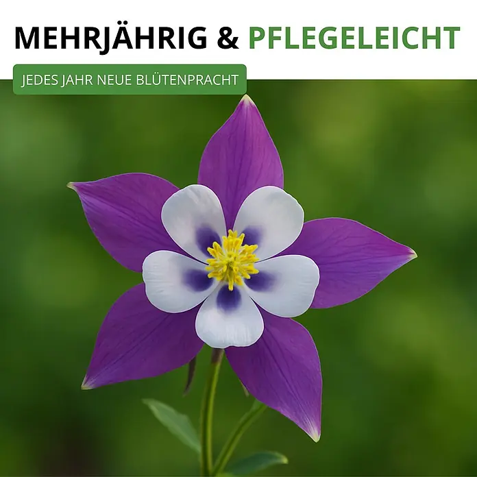 Deine Gartenwelt Akelei Mrs. Scott Elliot Mix -  - Mehrjährige, pflegeleichte Pflanze mit auffällig violett-weißer Blüte und gelber Mitte, die jährlich neu blüht.