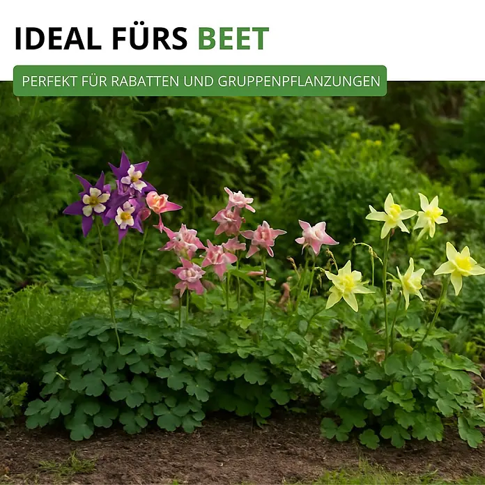 Deine Gartenwelt Akelei Mrs. Scott Elliot Mix -  - Bunte Akelei-Pflanzen mit violetten, rosa und gelben Blüten in einem Beet, ideal für Rabatten und Gruppenpflanzungen.
