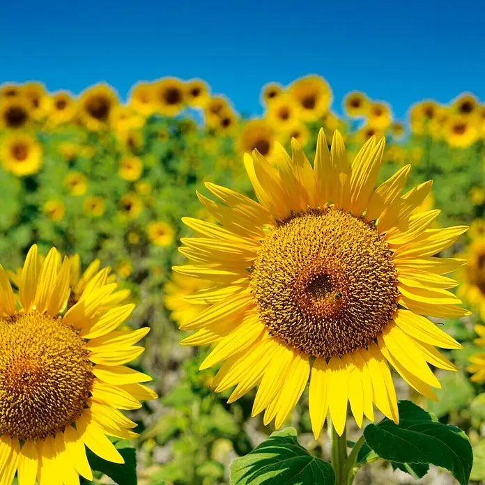 Deine Gartenwelt Zwergsonnenblume Sunspot -  - Leuchtend gelbe Sonnenblumen auf einem Feld unter strahlend blauem Himmel.