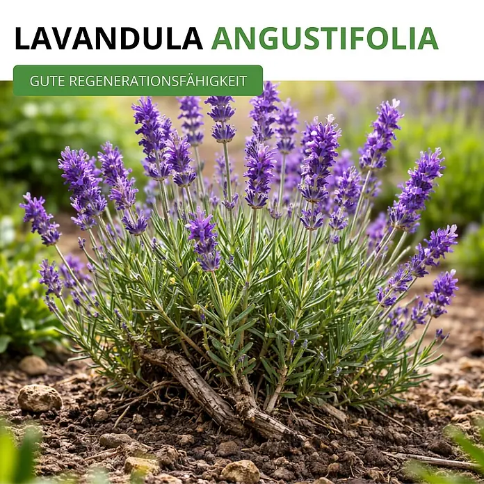 Deine Gartenwelt Lavendel Echter -  - Eine Lavandula angustifolia Pflanze mit lila Blüten und Text "Gute Regenerationsfähigkeit".