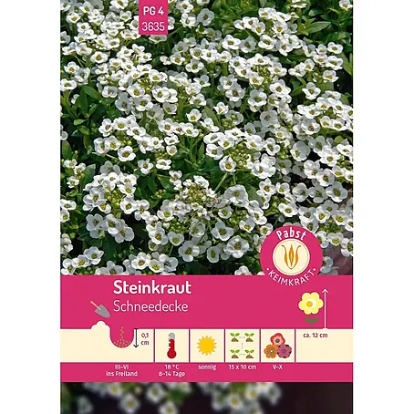 Pabst Keimkraft  Blumensamen Steinkraut