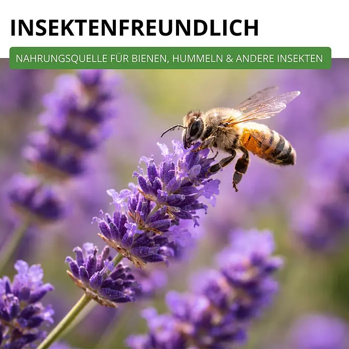 Deine Gartenwelt Lavendel Echter -  - Insektenfreundliche Pflanze: Eine Biene sammelt Nektar von lila Lavendelblüten, eine Nahrungsquelle für Bienen und andere Insekten.