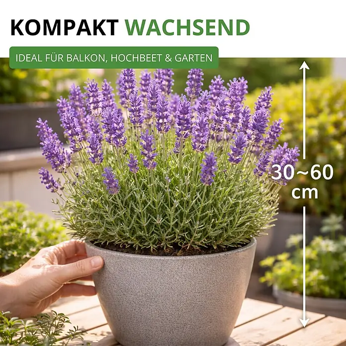 Deine Gartenwelt Lavendel Echter -  - Kompakt wachsende Lavendelpflanze im Topf, ideal für Balkon & Garten, Wuchshöhe 30-60 cm.