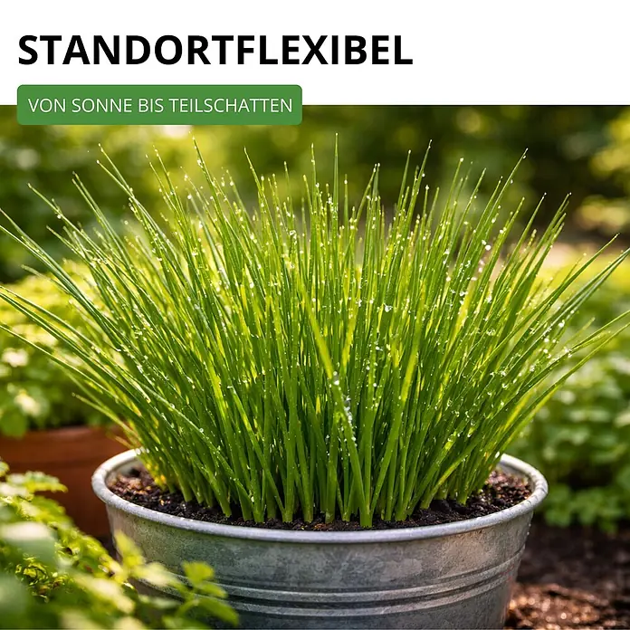 Deine Gartenwelt Schnittlauch Medium Leaf -  - Grünes Schnittlauch-ähnliches Kraut mit Wassertropfen im silbernen Metalltopf, geeignet für Sonne bis Teilschatten.