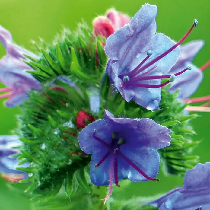 Deine Gartenwelt Natternkopf blau -  - Nahaufnahme blauer, lila Blüten mit langen roten Staubgefäßen an einem stacheligen grünen Stiel.