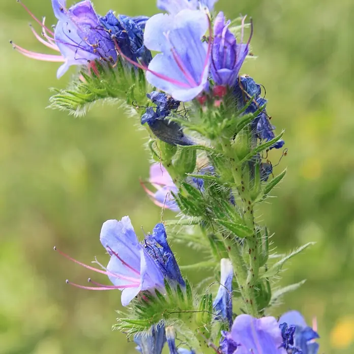 Deine Gartenwelt Natternkopf blau -  - Nahaufnahme violetter-blauer Blüten mit auffälligen rosa Staubblättern an einem grünen, behaarten Stiel.