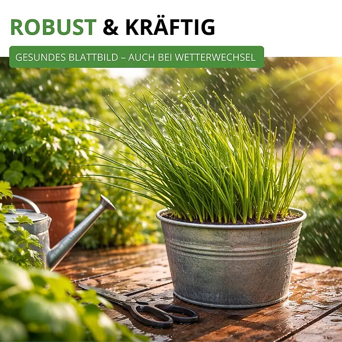 Deine Gartenwelt Schnittlauch Medium Leaf -  - 'ROBUST & KRÄFTIG', 'GESUNDES BLATTBILD – AUCH BEI WETTERWECHSEL'. Schnittlauch im Zinkeimer, in einem sonnigen Garten bewässert.