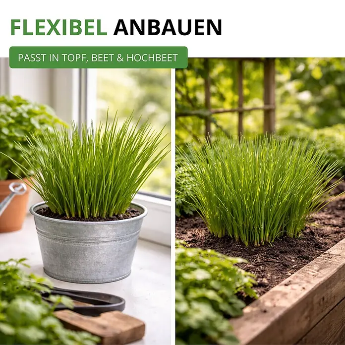 Deine Gartenwelt Schnittlauch Medium Leaf -  - Grüne Schnittlauchpflanzen, flexibel angebaut in einem Topf drinnen und im Hochbeet draußen.